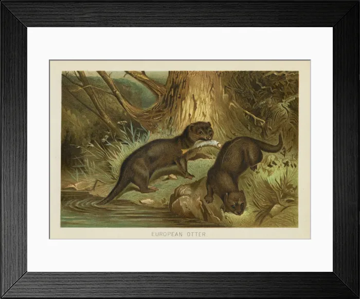 Framed Print : European otter chromolithograph 1896 Framed Print : European otter chromolithograph 1896