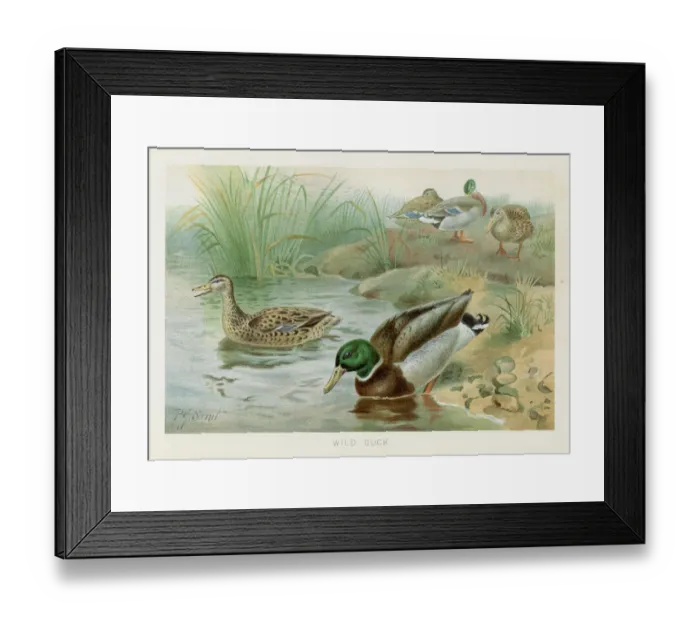 Framed Print : Wild duck chromolithograph 1896 Framed Print : Wild duck chromolithograph 1896