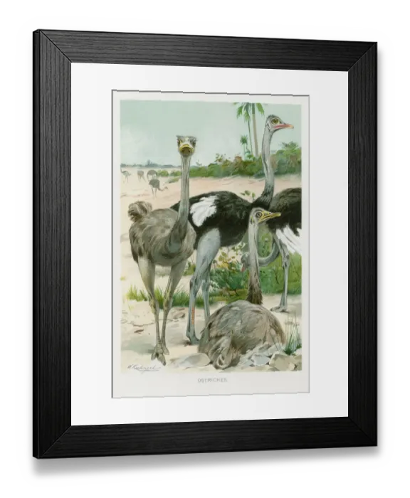 Framed Print : Ostrich chromolithograph 1896