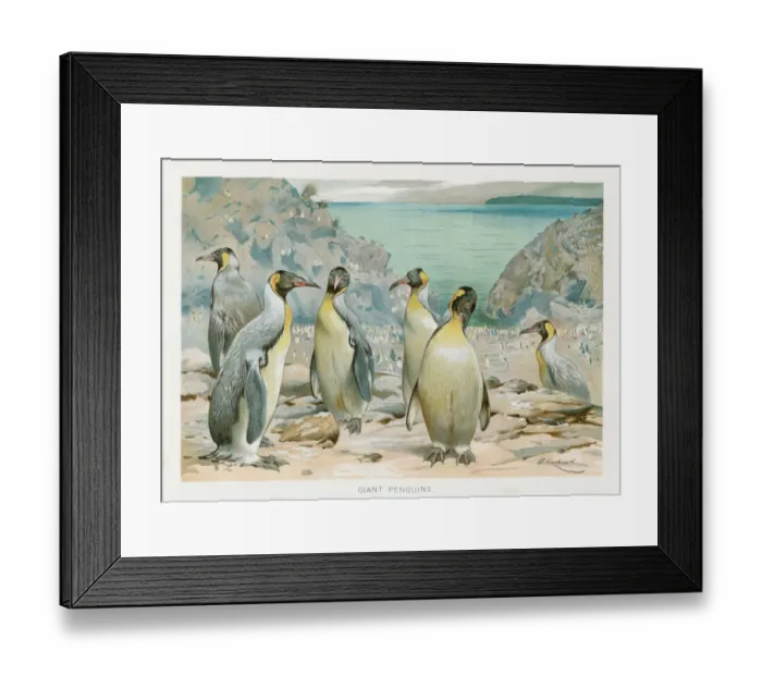 Framed Print : Giant penguin chromolithograph 1896