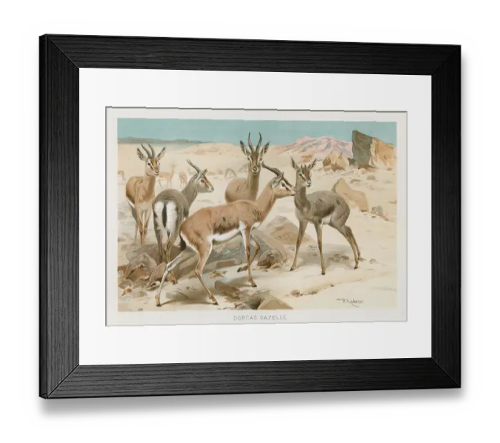 Framed Print : Dorcas Gazelle chromolithograph 1896 Framed Print : Dorcas Gazelle chromolithograph 1896