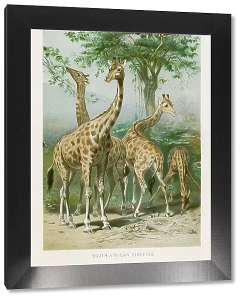 Giraffes chromolithograph 1896