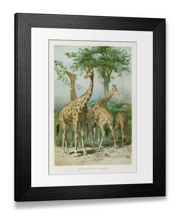 Framed Print : Giraffes chromolithograph 1896 Framed Print : Giraffes chromolithograph 1896