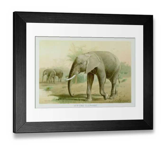 Framed Print : African elephant chromolithograph 1896 Framed Print : African elephant chromolithograph 1896