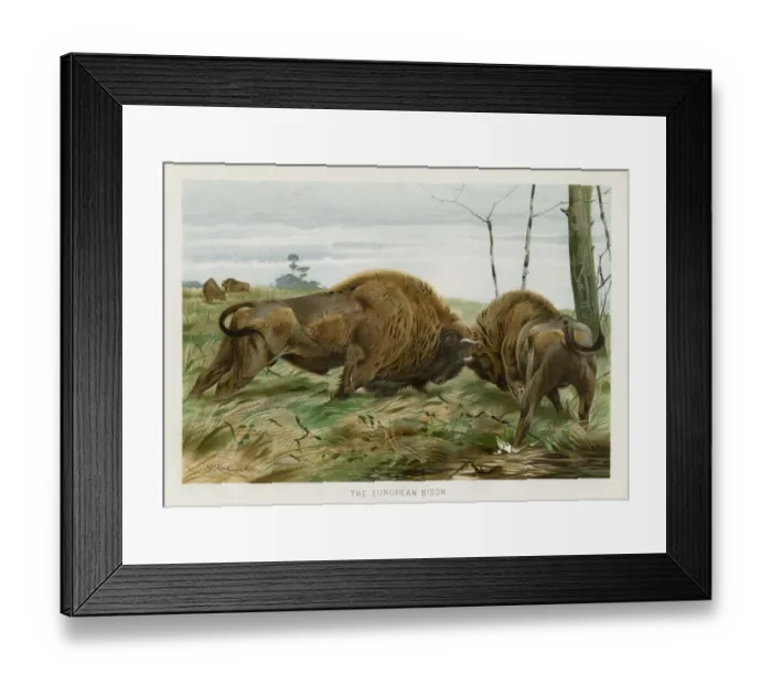 Framed Print : European bison chromolithograph 1896