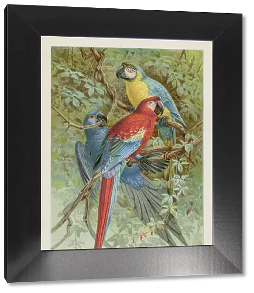 Macaws chromolithograph 1896