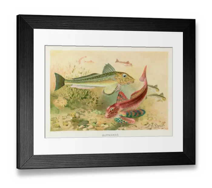 Framed Print : Gurnard sea robins chromolithograph 1896 Framed Print : Gurnard sea robins chromolithograph 1896