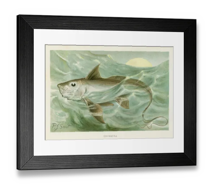 Framed Print : Water chimera chromolithograph 1896 Framed Print : Water chimera chromolithograph 1896