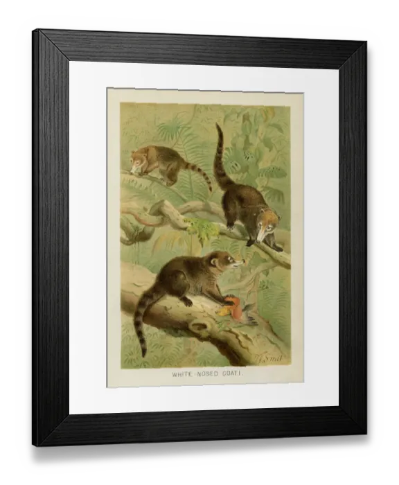 Framed Print : Coati chromolithograph 1896 Framed Print : Coati chromolithograph 1896