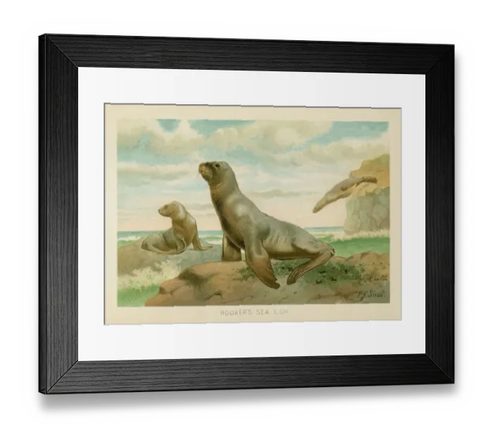 Framed Print : Sea lion chromolithograph 1896 Framed Print : Sea lion chromolithograph 1896