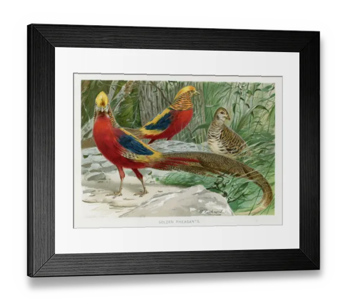 Framed Print : chromolithograph 1896 Framed Print : chromolithograph 1896