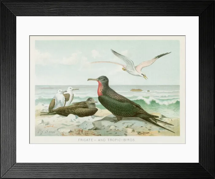Framed Print : Frigatebird chromolithograph 1896 Framed Print : Frigatebird chromolithograph 1896
