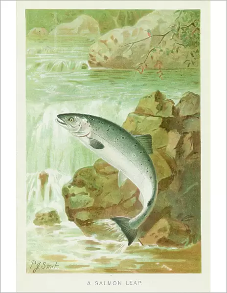 Salmon leap chromolithograph 1896