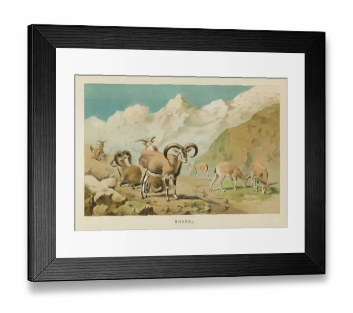 Framed Print : Bharal Himalayan sheep chromolithograph 1896 Framed Print : Bharal Himalayan sheep chromolithograph 1896