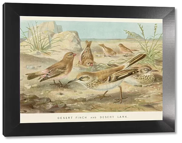 Finch and lark birds chromolithograph 1896