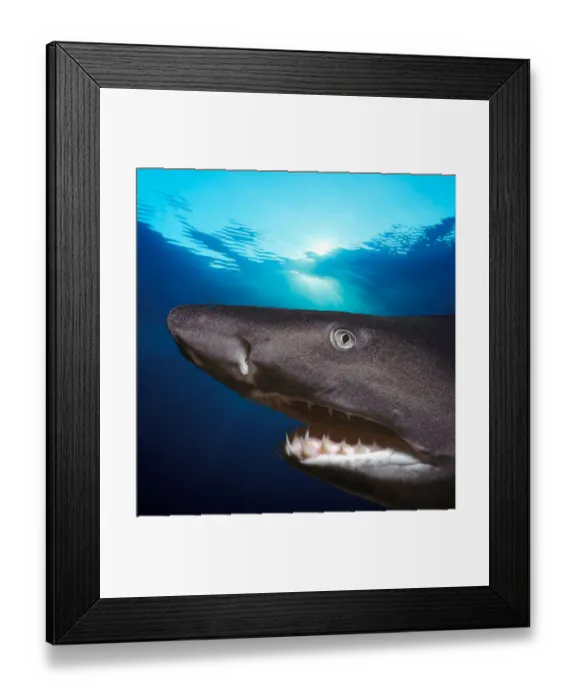 Framed Print : Sand Tiger Shark (Eugomphodus taurus) Framed Print : Sand Tiger Shark (Eugomphodus taurus)