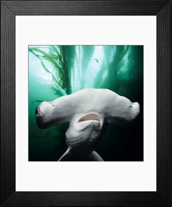 Framed Print : Juvenile Scalloped Hammerhead Shark Framed Print : Juvenile Scalloped Hammerhead Shark