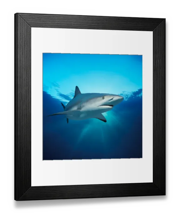Framed Print : Caribbean Reef Shark Framed Print : Caribbean Reef Shark
