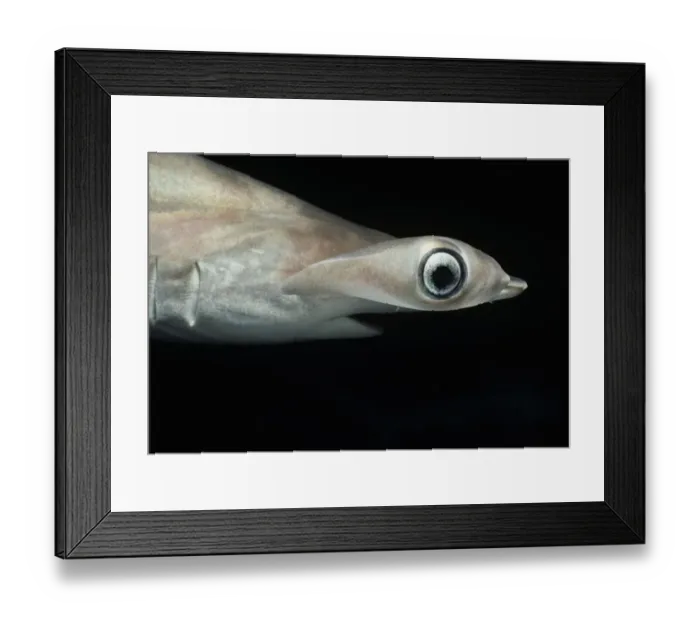 Framed Print : Juvenile Scalloped Hammerhead Shark Framed Print : Juvenile Scalloped Hammerhead Shark