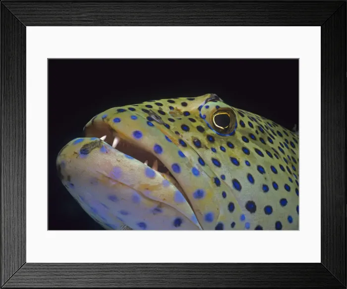 Framed Print : Peacock Grouper Framed Print : Peacock Grouper