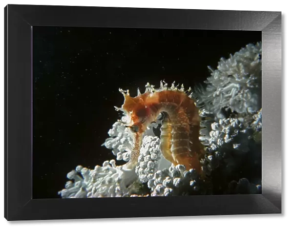 Thorny Sea Horse on soft coral at night