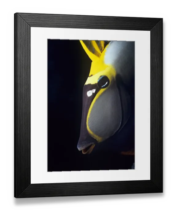 Framed Print : Easy Retouch, no people, vertical, outdoors, side view, underwater, close-up, black background Framed Print : Easy Retouch, no people, vertical, outdoors, side view, underwater, close-up, black background
