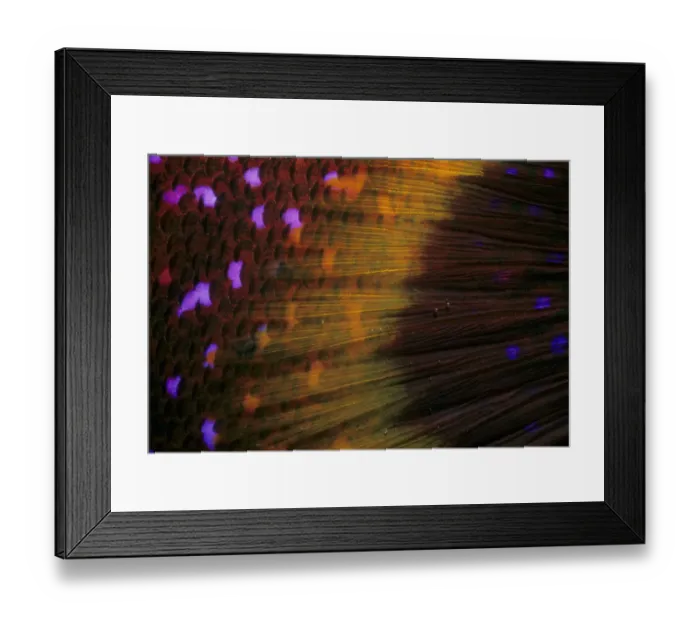 Framed Print : Easy Retouch, no people, horizontal, close-up, one animal, nature, wildlife, Lunartail Grouper Framed Print : Easy Retouch, no people, horizontal, close-up, one animal, nature, wildlife, Lunartail Grouper