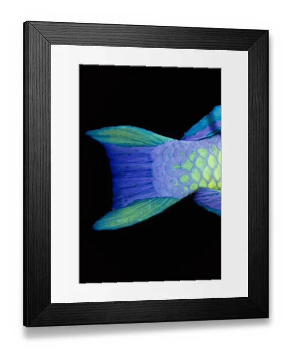 Framed Print : Easy Retouch, no people, vertical, side view, close-up, black background, one animal Framed Print : Easy Retouch, no people, vertical, side view, close-up, black background, one animal