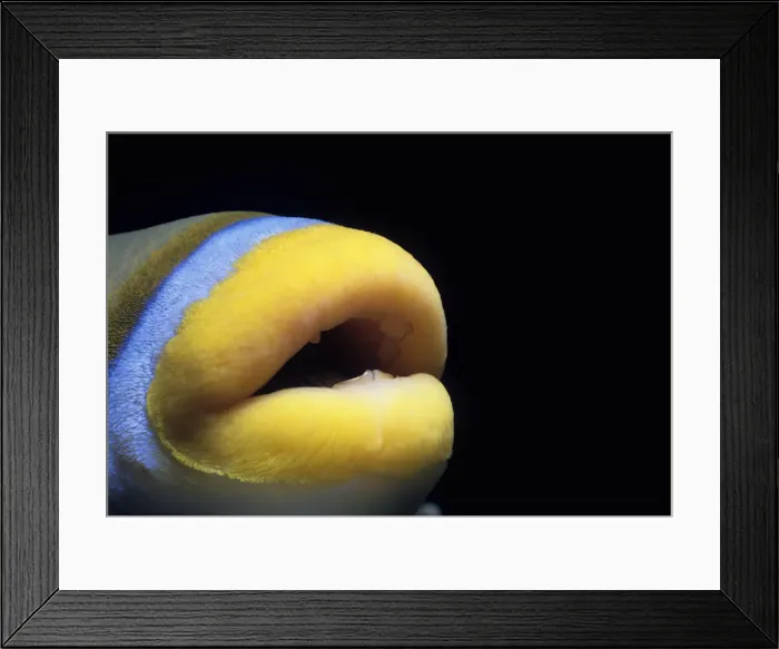 Framed Print : Easy Retouch, no people, horizontal, close-up, black background, open mouth, one animal