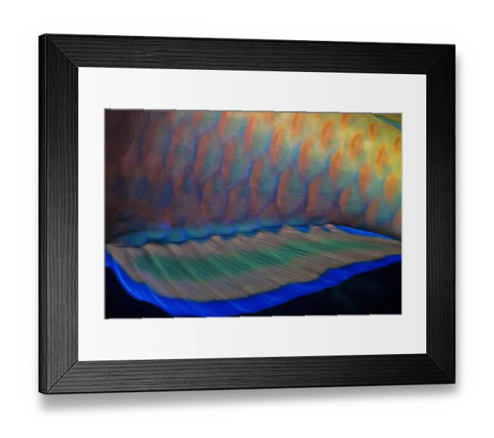 Framed Print : Easy Retouch, no people, horizontal, side view, close-up, part of, black background Framed Print : Easy Retouch, no people, horizontal, side view, close-up, part of, black background
