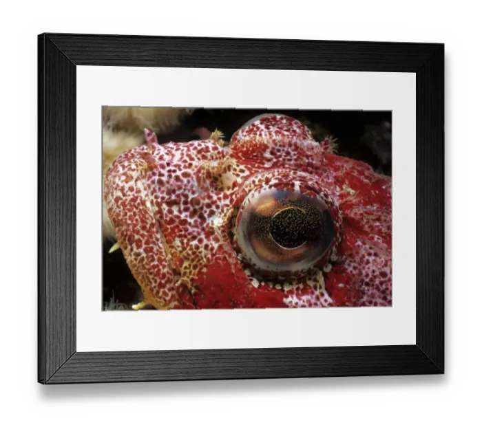Framed Print : Adnet, Nobody, Outdoors, Color Image, Photography, Horizontal, Close-Up, Swimming Framed Print : Adnet, Nobody, Outdoors, Color Image, Photography, Horizontal, Close-Up, Swimming