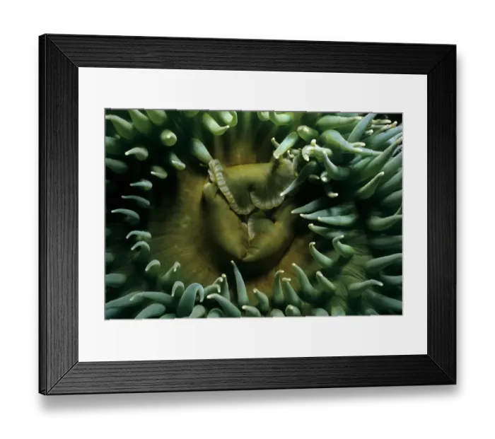 Framed Print : Adnet, Nobody, Outdoors, Color Image, Photography, Horizontal, Close-Up, Full Frame Framed Print : Adnet, Nobody, Outdoors, Color Image, Photography, Horizontal, Close-Up, Full Frame