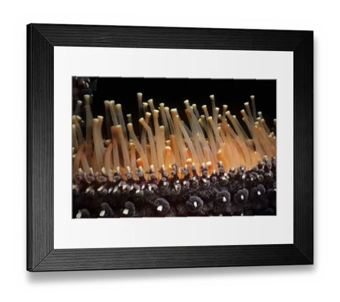 Framed Print : Adnet, Nobody, Outdoors, Color Image, Photography, Horizontal, Close-Up, Swimming