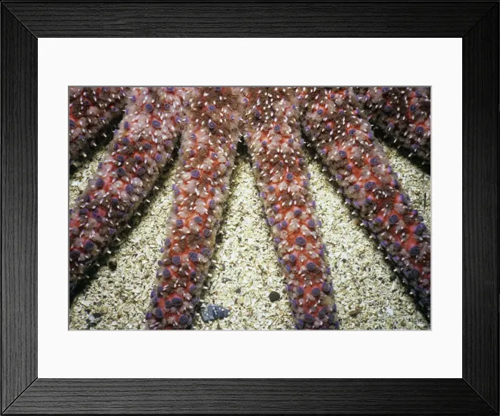 Framed Print : Adnet, Nobody, Outdoors, Color Image, Photography, Horizontal, Swimming, One Animal Framed Print : Adnet, Nobody, Outdoors, Color Image, Photography, Horizontal, Swimming, One Animal