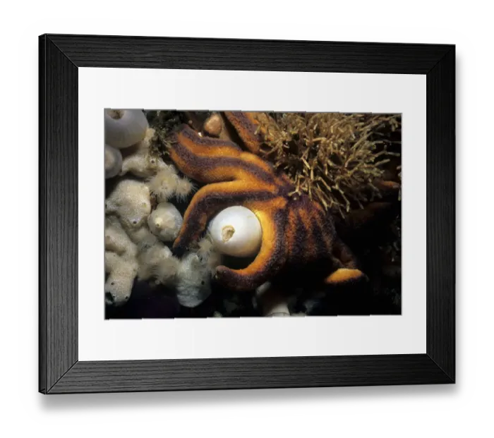 Framed Print : Adnet, Nobody, Outdoors, Color Image, Photography, Horizontal, Swimming, One Animal Framed Print : Adnet, Nobody, Outdoors, Color Image, Photography, Horizontal, Swimming, One Animal