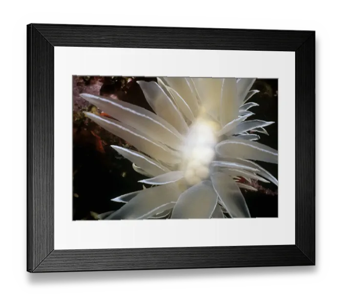 Framed Print : Adnet, Nobody, Outdoors, Color Image, Photography, Horizontal, Close-Up, Swimming Framed Print : Adnet, Nobody, Outdoors, Color Image, Photography, Horizontal, Close-Up, Swimming