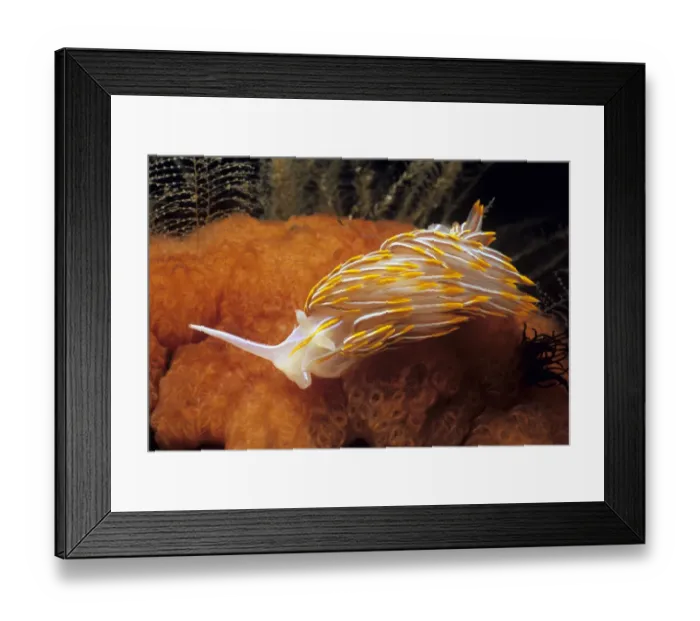 Framed Print : Adnet, Nobody, Outdoors, Color Image, Photography, Horizontal, Close-Up, Crawling Framed Print : Adnet, Nobody, Outdoors, Color Image, Photography, Horizontal, Close-Up, Crawling