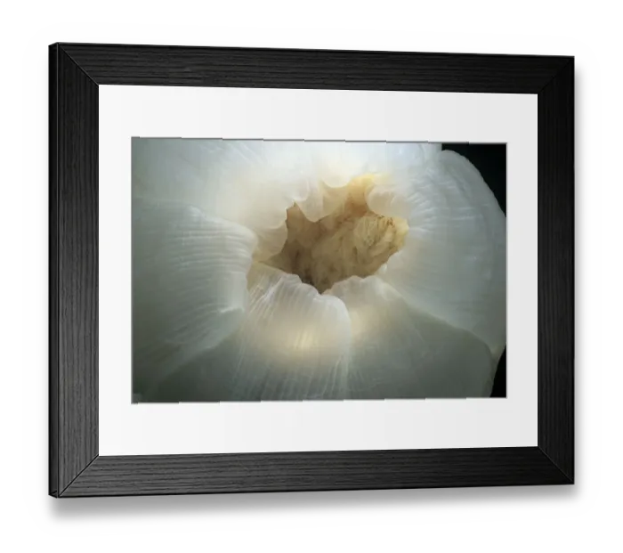 Framed Print : Adnet, Nobody, Outdoors, Color Image, Photography, Horizontal, Close-Up, One Animal Framed Print : Adnet, Nobody, Outdoors, Color Image, Photography, Horizontal, Close-Up, One Animal