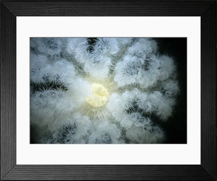 Framed Print : Adnet, Nobody, Outdoors, Color Image, Photography, Horizontal, Close-Up, Swimming Framed Print : Adnet, Nobody, Outdoors, Color Image, Photography, Horizontal, Close-Up, Swimming