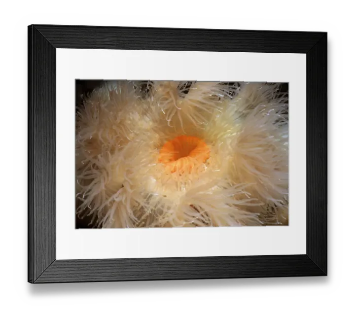 Framed Print : Adnet, Nobody, Outdoors, Color Image, Photography, Horizontal, Close-Up, One Animal Framed Print : Adnet, Nobody, Outdoors, Color Image, Photography, Horizontal, Close-Up, One Animal