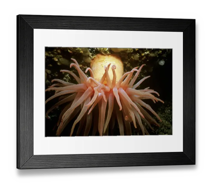 Framed Print : Adnet, Nobody, Outdoors, Color Image, Photography, Horizontal, Close-Up, Swimming Framed Print : Adnet, Nobody, Outdoors, Color Image, Photography, Horizontal, Close-Up, Swimming