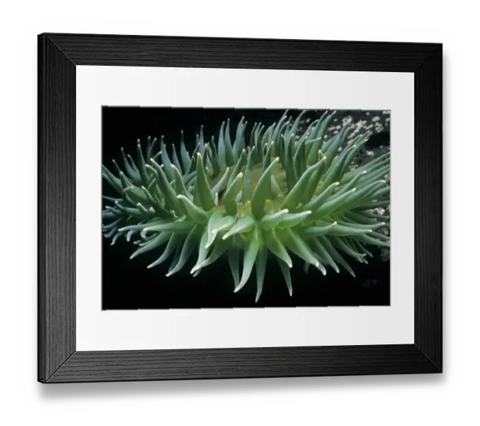 Framed Print : Adnet, Nobody, Outdoors, Color Image, Photography, Horizontal, Close-Up, Swimming