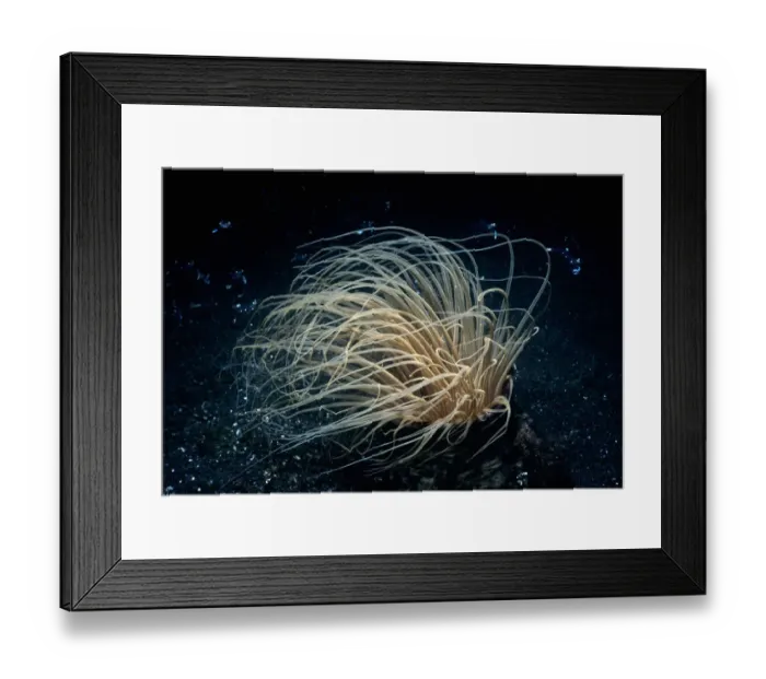 Framed Print : Adnet, Nobody, Outdoors, Color Image, Photography, Horizontal, Close-Up, Tube Anemone Framed Print : Adnet, Nobody, Outdoors, Color Image, Photography, Horizontal, Close-Up, Tube Anemone