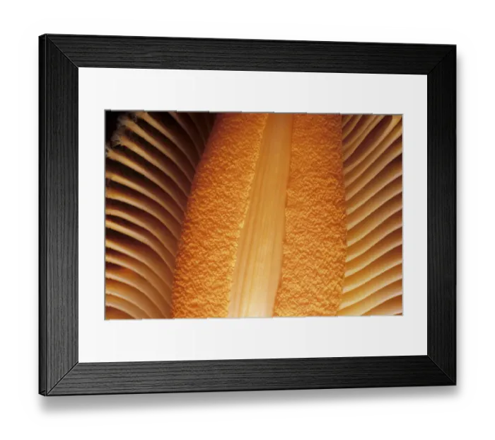 Framed Print : Adnet, Nobody, Outdoors, Color Image, Photography, Horizontal, Close-Up, One Animal Framed Print : Adnet, Nobody, Outdoors, Color Image, Photography, Horizontal, Close-Up, One Animal