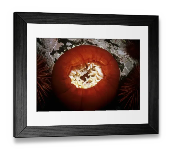 Framed Print : Adnet, Nobody, Outdoors, Color Image, Photography, Horizontal, Close-Up, Swimming