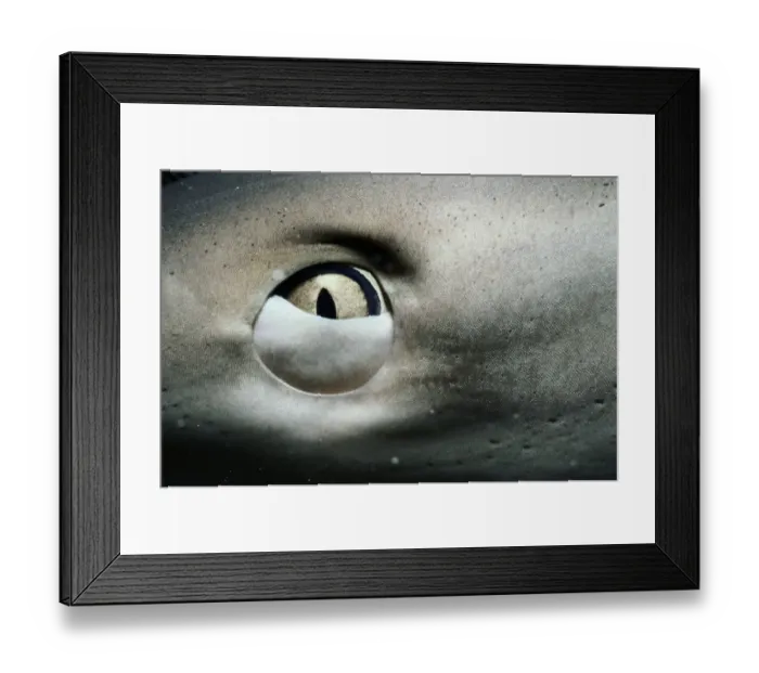 Framed Print : Caribbean reef shark (Carcharhinus perezi), close-up of eye Framed Print : Caribbean reef shark (Carcharhinus perezi), close-up of eye