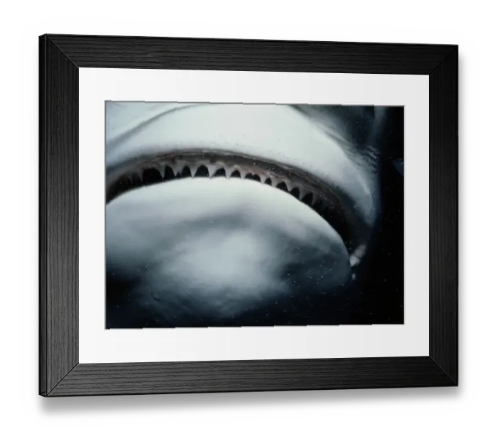 Framed Print : Caribbean reef shark (Carcharhinus perezi), close-up of mouth Framed Print : Caribbean reef shark (Carcharhinus perezi), close-up of mouth