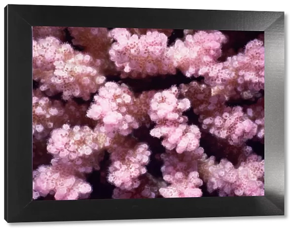 Pink pocillopora (Pocillopora verrucosa), also called warty coral