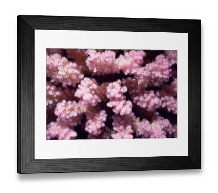 Framed Print : Pink pocillopora (Pocillopora verrucosa), also called warty coral