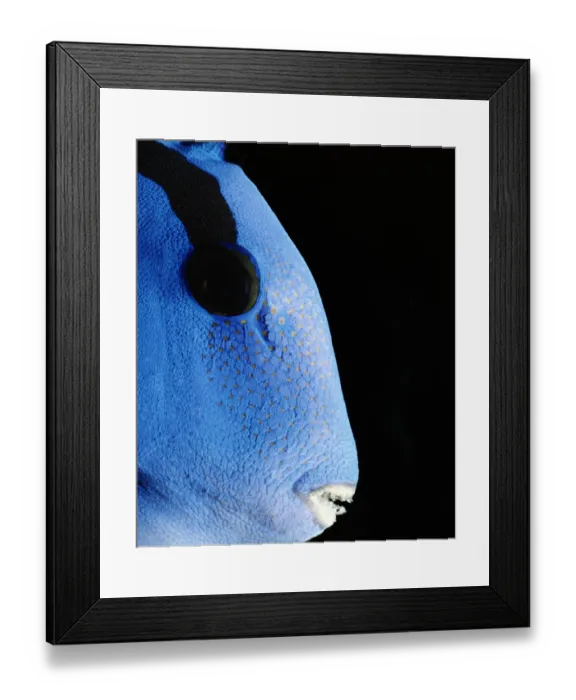 Framed Print : Indo-Pacific Bluetang (Paracanthurus hepatus), close-up Framed Print : Indo-Pacific Bluetang (Paracanthurus hepatus), close-up
